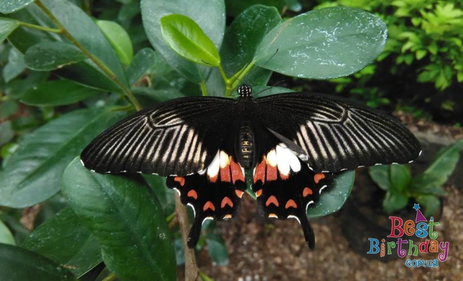 Квест на планете тропических бабочек