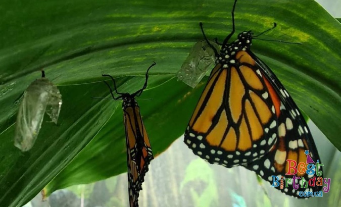 Квест на планете тропических бабочек