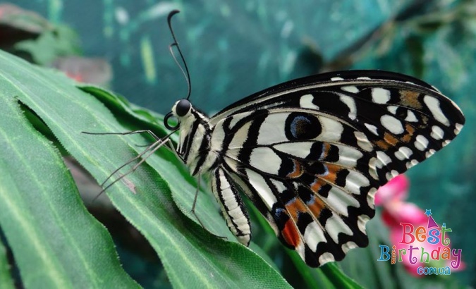 Квест на планеті тропічних метеликів